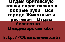 Отдам британскую кошку окрас вискас в добрые руки - Все города Животные и растения » Отдам бесплатно   . Владимирская обл.